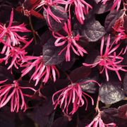 Loropetalum Jazz Hands&reg; Pink Chinese Fringe Flower Alternate Image 3