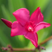 Nerium Austin Pretty Limits&reg; Oleander Alternate Image 1