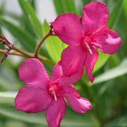 Nerium Austin Pretty Limits&reg; Oleander Alternate Image 2