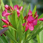 Nerium Austin Pretty Limits&reg; Oleander Alternate Image 4