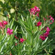 Nerium Austin Pretty Limits&reg; Oleander Alternate Image 5