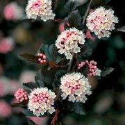 Physocarpus Summer Wine&reg; Ninebark Alternate Image 1