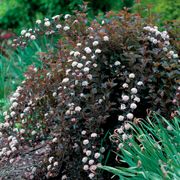 Physocarpus Summer Wine&reg; Ninebark Alternate Image 7