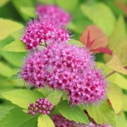 Spiraea Double Play&reg; Candy Corn&reg; Thumb