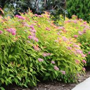 Spiraea Double Play&reg; Candy Corn&reg; Alternate Image 2