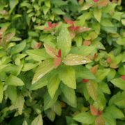 Spiraea Double Play&reg; Candy Corn&reg; Alternate Image 3