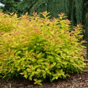 Spiraea Double Play&reg; Candy Corn&reg; Alternate Image 4