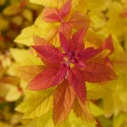 Spiraea Double Play&reg; Candy Corn&reg; Alternate Image 6