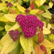 Spiraea Double Play&reg; Candy Corn&reg; Alternate Image 7