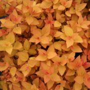 Spiraea Double Play&reg; Candy Corn&reg; Alternate Image 8