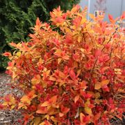 Spiraea Double Play&reg; Candy Corn&reg; Alternate Image 9
