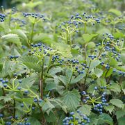 Viburnum Blue Muffin&reg; Arrowwood Alternate Image 2