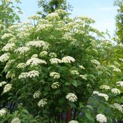 Viburnum Blue Muffin&reg; Arrowwood Alternate Image 3