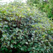 Viburnum Blue Muffin&reg; Arrowwood Alternate Image 4