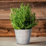 Rosemary Sensation Gift Plant Thumb