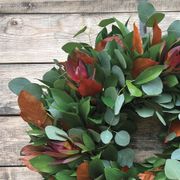 Fresh Ruscus, Eucalyptus, Red Safari and Preserved Orange Salal Wreath Alternate Image 3