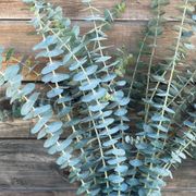 Fresh Cut Baby Blue Eucalyptus Bouquet Alternate Image 1