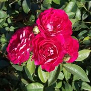 Magenta Magic Floribunda Rose Alternate Image 1