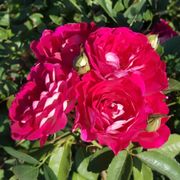 Magenta Magic Floribunda Rose Alternate Image 3