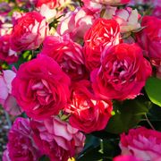 Magenta Magic Floribunda Rose Alternate Image 3