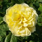 Lemon Burst Floribunda Rose Alternate Image 5