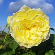 Lemon Burst Floribunda Rose Alternate Image 6