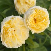 Lemon Burst Floribunda Rose Alternate Image 7