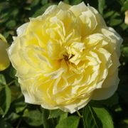 Lemon Burst 36-Inch Tree Rose Alternate Image 3