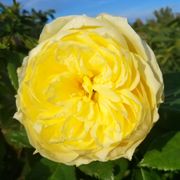 Lemon Burst 36-Inch Tree Rose Alternate Image 4