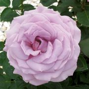 Koko Loko&trade; 24-Inch Patio Tree Rose Thumb