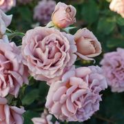 Koko Loko&trade; 24-Inch Patio Tree Rose Alternate Image 1