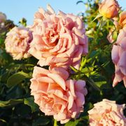 Koko Loko&trade; 24-Inch Patio Tree Rose Alternate Image 2