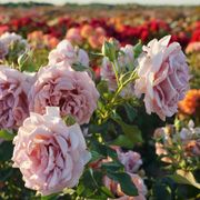 Koko Loko&trade; 24-Inch Patio Tree Rose Alternate Image 3