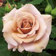 Koko Loko&trade; 24-Inch Patio Tree Rose Alternate Image 4