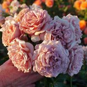 Koko Loko&trade; 24-Inch Patio Tree Rose Alternate Image 5