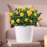 Yellow Rose Gift Plant Thumb