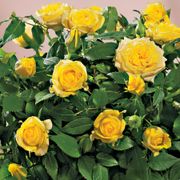 Yellow Rose Gift Plant Alternate Image 1