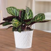 Calathea Medallion Plant Thumb