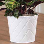 Calathea Medallion Plant Alternate Image 2