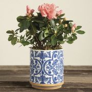 Pretty Pink Azalea Plant Alternate Image 1