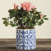 Pretty Pink Azalea Plant Alternate Image 2