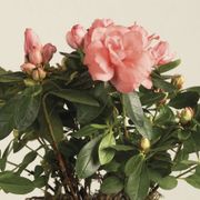 Pretty Pink Azalea Plant Alternate Image 3