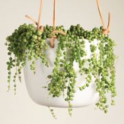 String of Pearls Succulent Plant Thumb