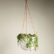 String of Pearls Succulent Plant Alternate Image 1