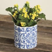 Yellow Kalanchoe Plant Alternate Image 2