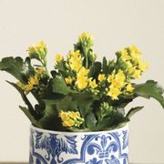 Yellow Kalanchoe Plant Alternate Image 3