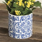 Yellow Kalanchoe Plant Alternate Image 4