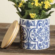 Yellow Kalanchoe Plant Alternate Image 5