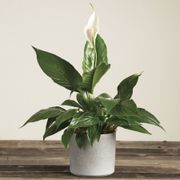 Peace Lily Gift Plant Thumb