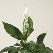 Peace Lily Gift Plant Alternate Image 1